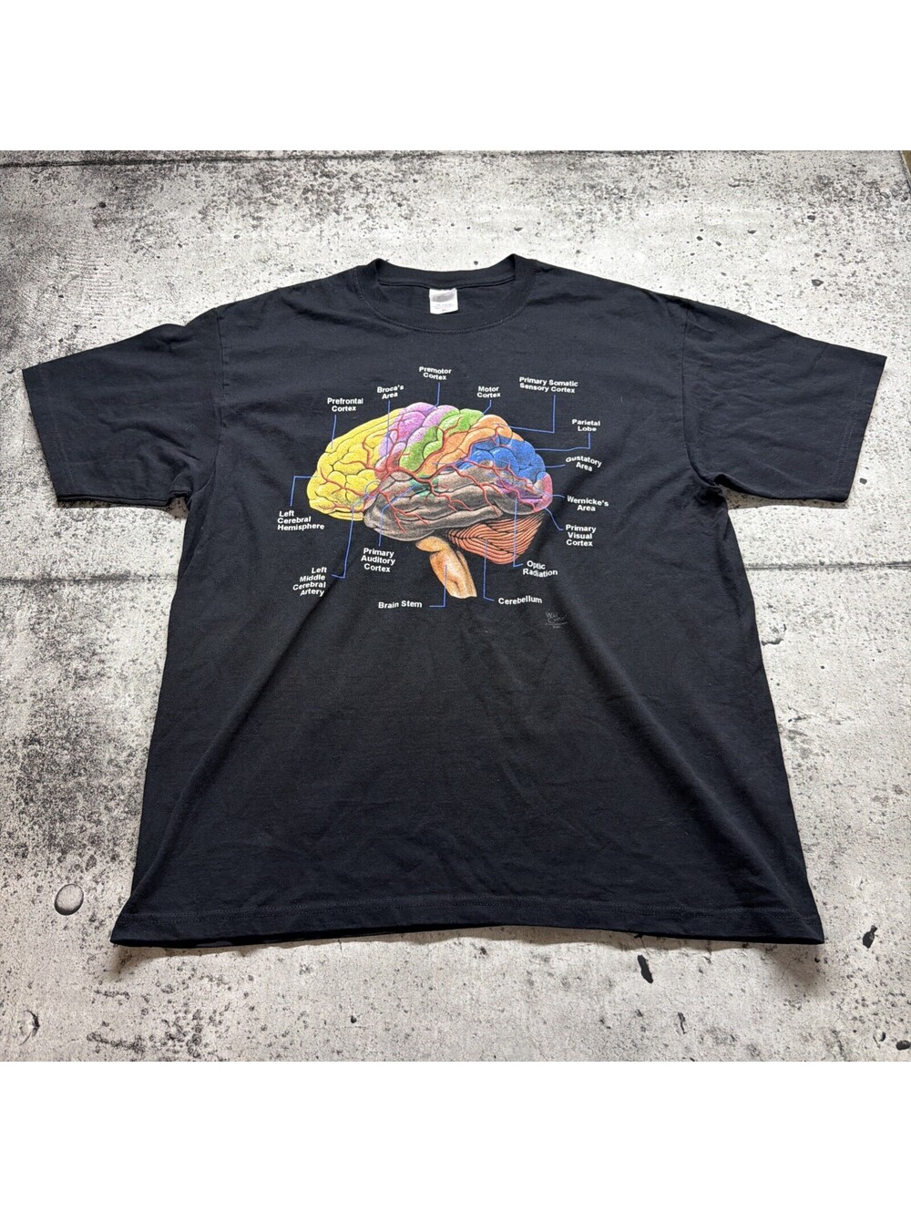 Wild Cotton Human Brain  XL T Shirt Anatomy Science